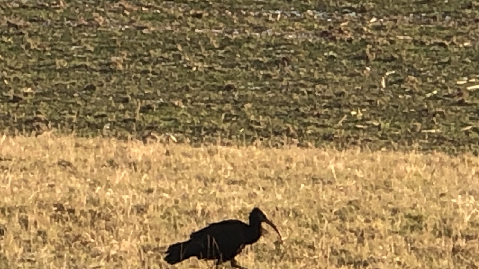 Unter Vogelkundlern ist diese Aufnahme eine kleine Sensation. Waldrapp Roberto bei seinem Aufenthalt in Sachsenheim. Foto: Schurr Unter Vogelkundlern ist diese Aufnahme eine kleine Sensation. Waldrapp Roberto bei seinem Aufenthalt in Sachsenheim. Foto: Schurr