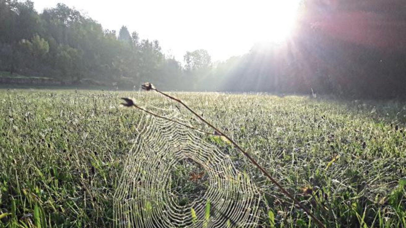 Die Tag- und Nachtgleiche ist vorüber, die Nächte werden länger. Vielleicht besteht aber die Chance auf einen schönen Altweibersommer. Foto: Rücker Die Tag- und Nachtgleiche ist vorüber, die Nächte werden länger. Vielleicht besteht aber die Chance auf einen schönen Altweibersommer. Foto: Rücker