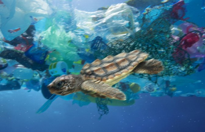 Meere als Müllkippen: Eine junge Meeresschildkröte schwimmt durch Plastikmüll im Meer.<span class='image-autor'>Foto: Imago/Avalon.red</span>