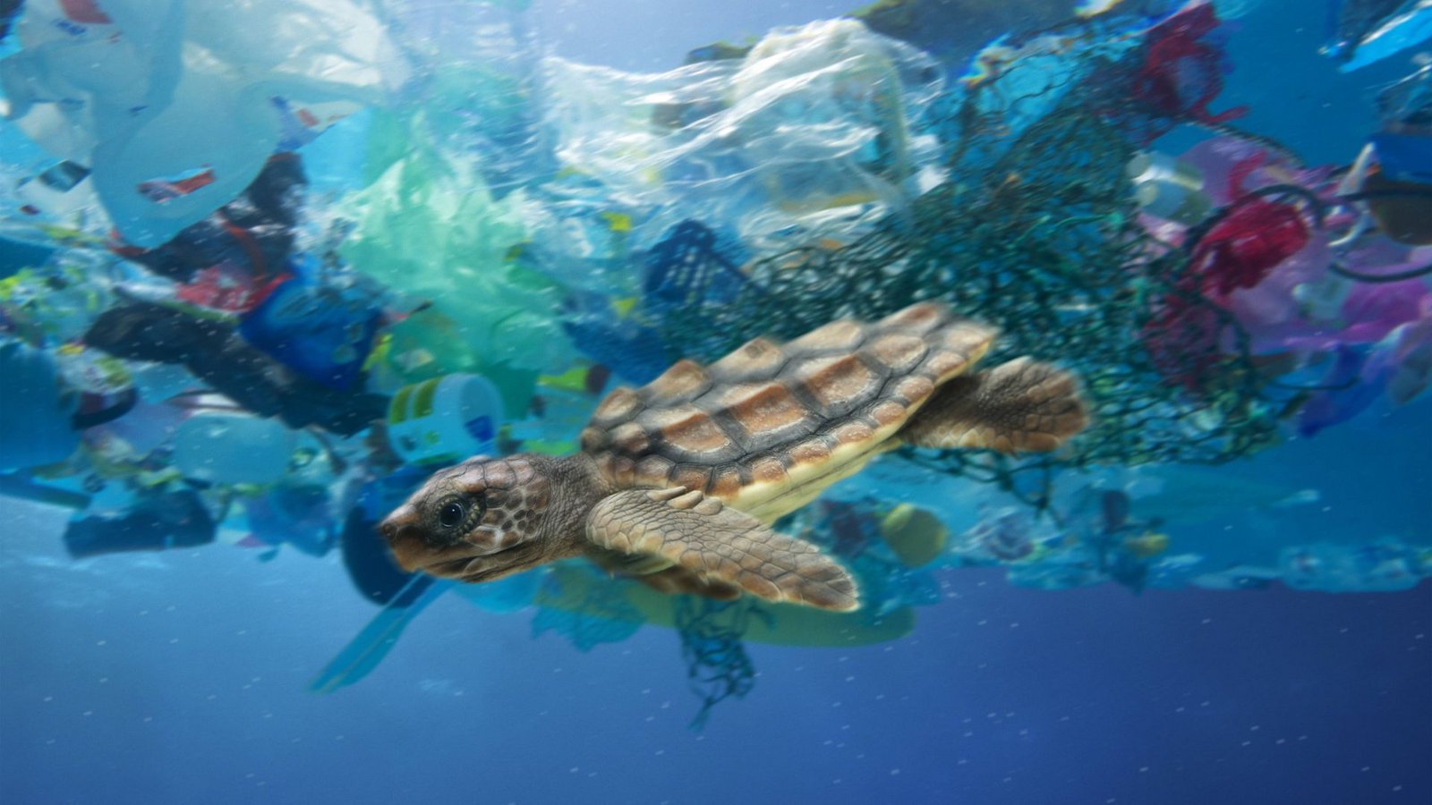Meere als Müllkippen: Eine junge Meeresschildkröte schwimmt durch Plastikmüll im Meer.Foto: Imago/Avalon.red Meere als Müllkippen: Eine junge Meeresschildkröte schwimmt durch Plastikmüll im Meer.Foto: Imago/Avalon.red