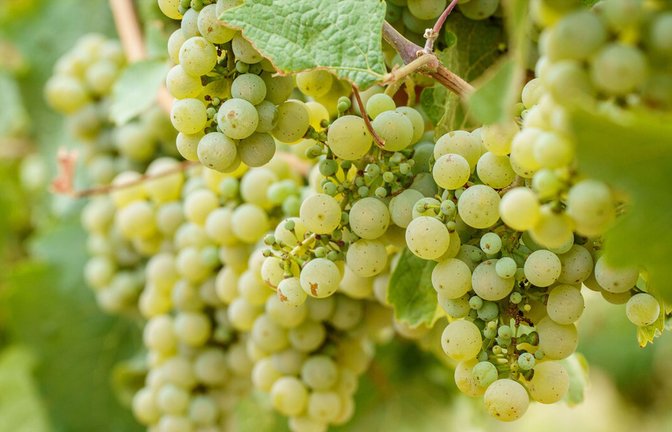 Gut entwickelt: Riesling im Weinberg<span class='image-autor'>Foto: /</span>
