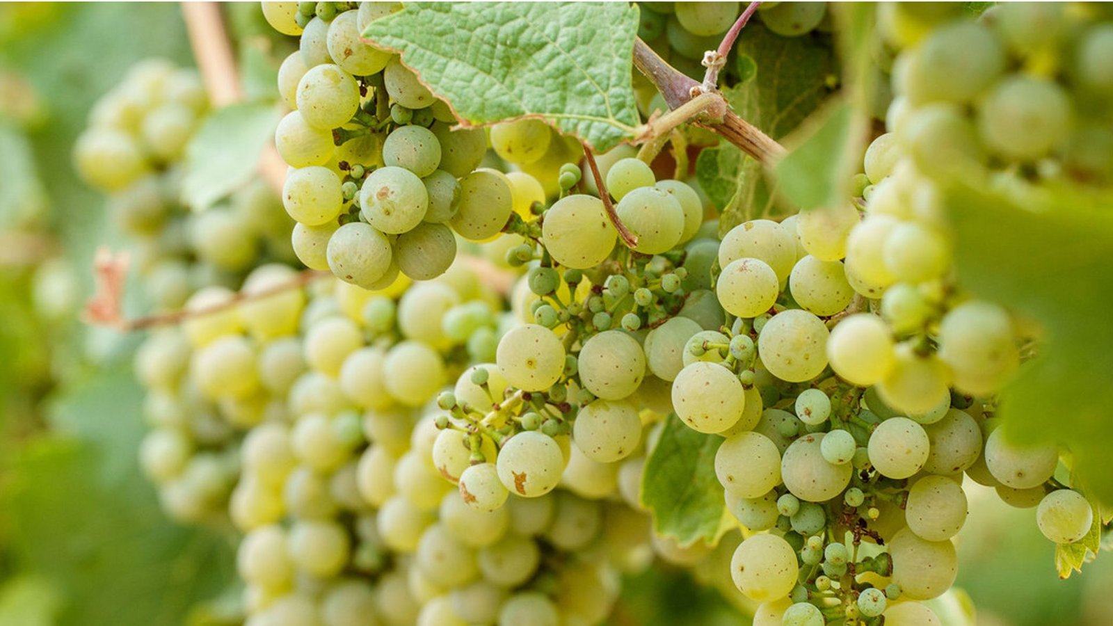 Gut entwickelt: Riesling im WeinbergFoto: / Gut entwickelt: Riesling im WeinbergFoto: /