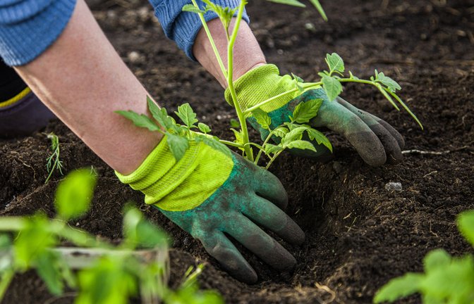 Ist Gartenarbeit erlaubt am Pfingstmontag?<span class='image-autor'>Foto: XArtProduction / shutterstock.com</span>