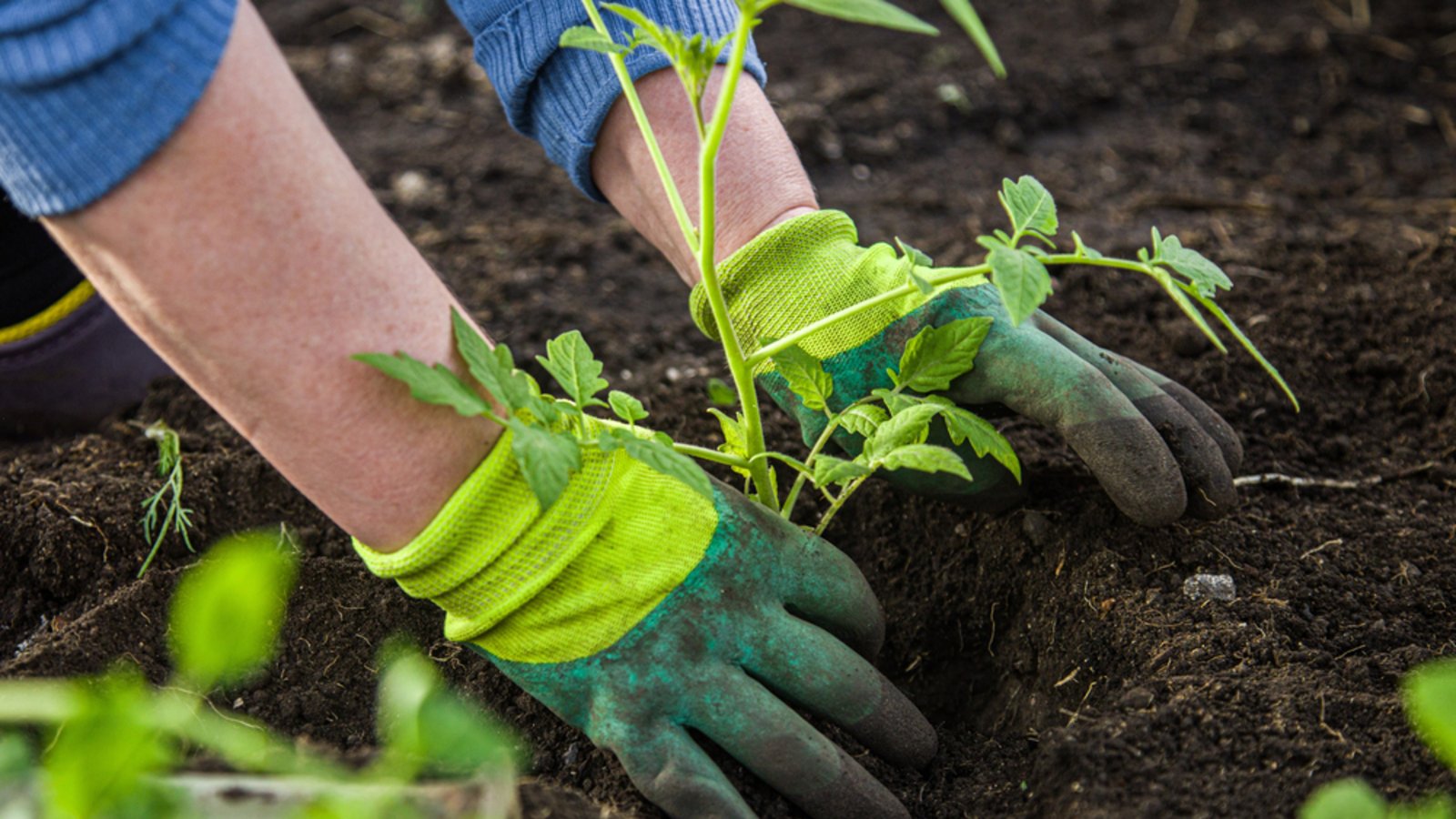 Ist Gartenarbeit erlaubt am Pfingstmontag?Foto: XArtProduction / shutterstock.com
