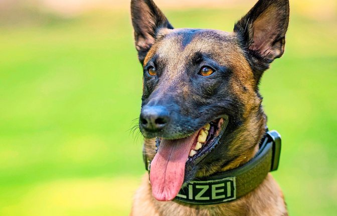 In Mülheim an der Ruhr ist ein Neunjähriger durch den Biss eines Polizeihundes verletzt worden. Das Bild zeigt nicht den in den Vorfall involvierten Hund (Symbolfoto).<span class='image-autor'>Foto: dpa/Mohssen Assanimoghaddam</span>