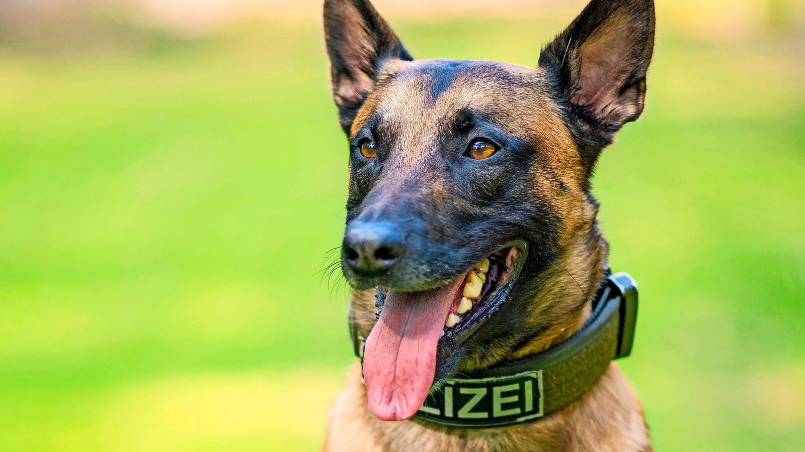 In Mülheim an der Ruhr ist ein Neunjähriger durch den Biss eines Polizeihundes verletzt worden. Das Bild zeigt nicht den in den Vorfall involvierten Hund (Symbolfoto).Foto: dpa/Mohssen Assanimoghaddam