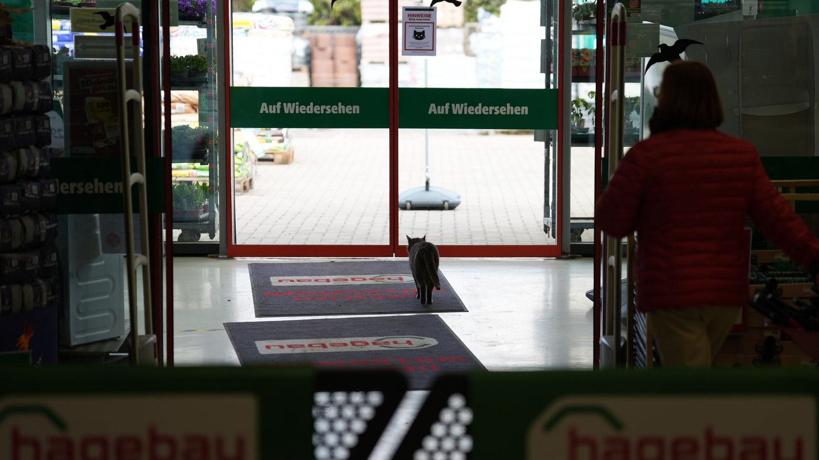 Zum Schlafen verlässt Lotti den Markt.Foto: Marcus Brandt/dpa