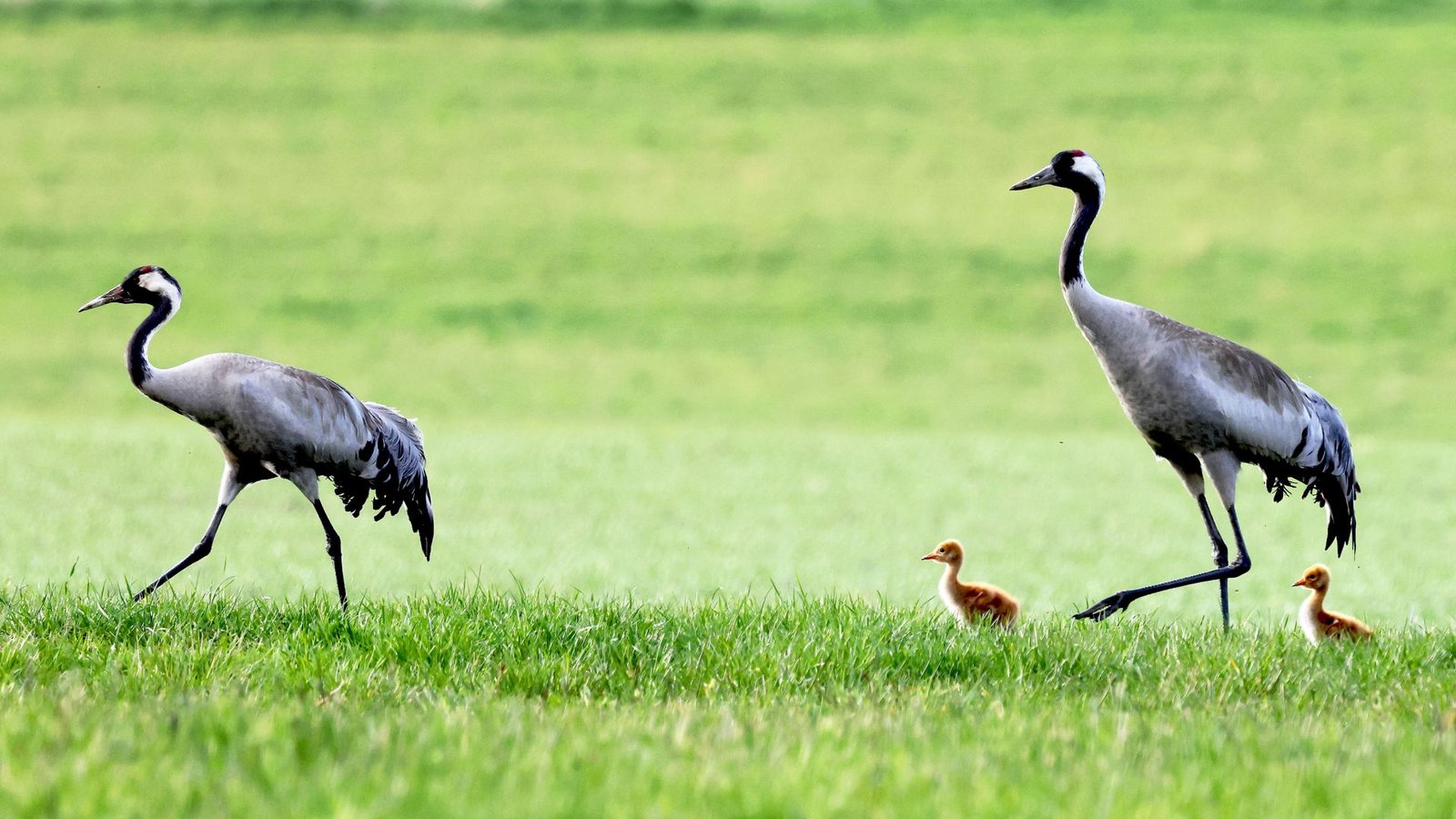 Dieses Kranichpaar hat sich das Wurzacher Ried als Kinderstube ausgesucht. 2023 zog es hier zwei Jungvögel auf. In diesem Jahr wurde bisher nur ein Küken gesichtet.Foto: Wolfgang Einsiedler Dieses Kranichpaar hat sich das Wurzacher Ried als Kinderstube ausgesucht. 2023 zog es hier zwei Jungvögel auf. In diesem Jahr wurde bisher nur ein Küken gesichtet.Foto: Wolfgang Einsiedler