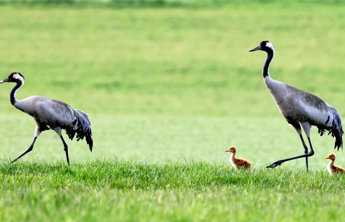 Dieses Kranichpaar hat sich das Wurzacher Ried als Kinderstube ausgesucht. 2023 zog es hier zwei Jungvögel auf. In diesem Jahr wurde  bisher nur ein Küken   gesichtet.<span class='image-autor'>Foto: Wolfgang Einsiedler</span>