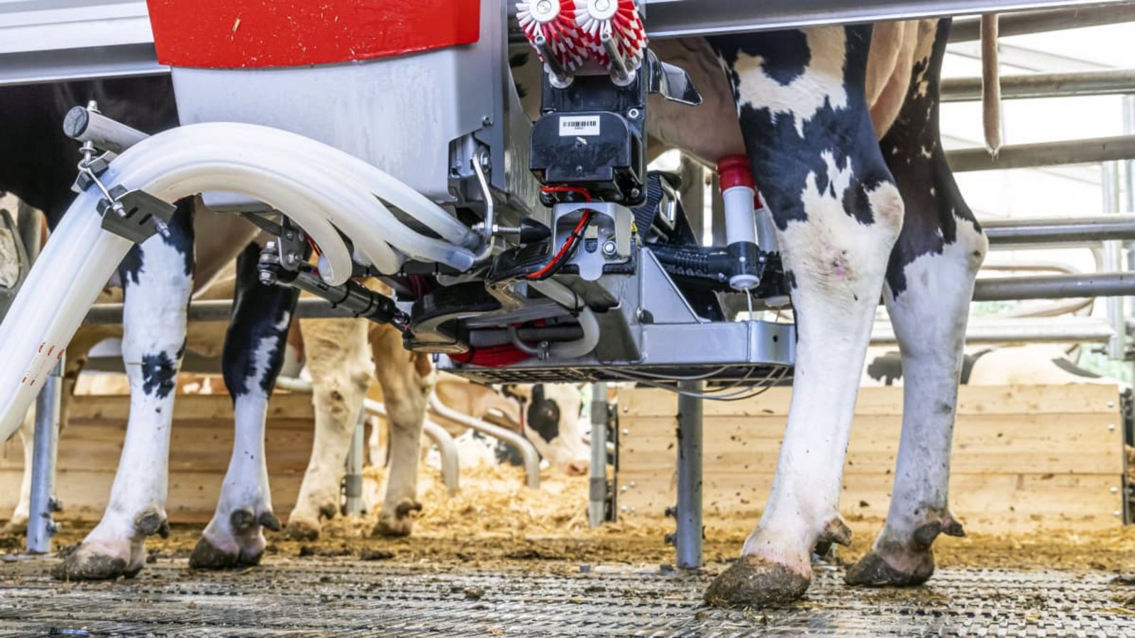 Was obsiegt – Kuhverstand oder Maschine? Melkroboter „Lely Astronaut“ bei der Arbeit.imago/Arnulf Hettrich