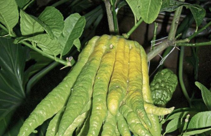 Kaum zu glauben, aber hier wächst eine Zitrusfrucht. Margarete Kieser aus Eberdingen pflegt die Sorte namens Buddhas Hand.