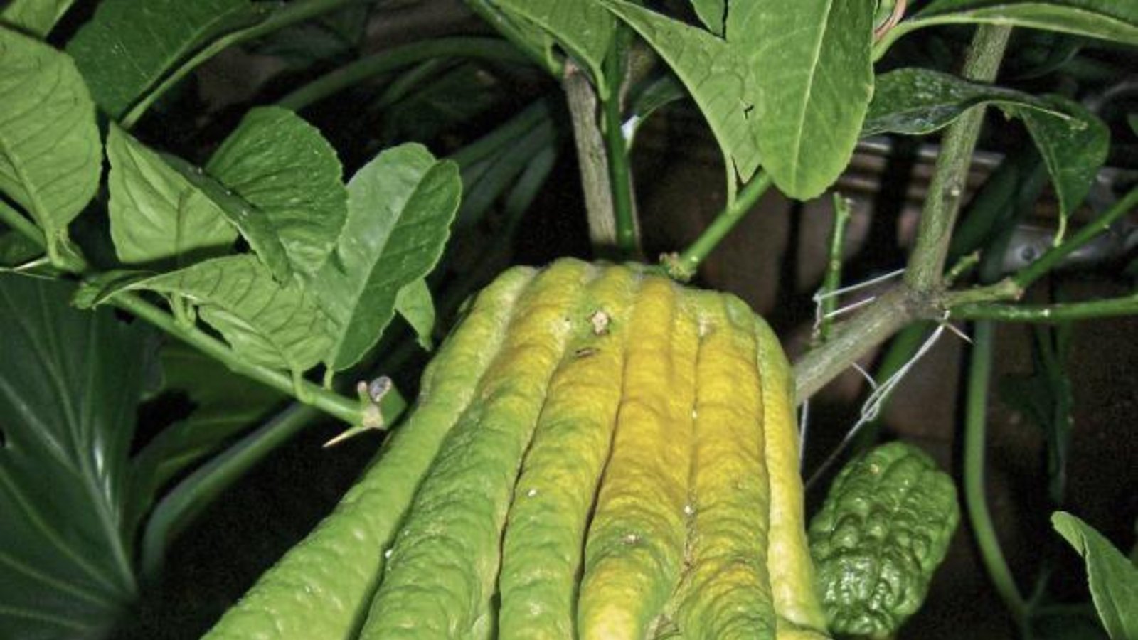 Kaum zu glauben, aber hier wächst eine Zitrusfrucht. Margarete Kieser aus Eberdingen pflegt die Sorte namens Buddhas Hand. Kaum zu glauben, aber hier wächst eine Zitrusfrucht. Margarete Kieser aus Eberdingen pflegt die Sorte namens Buddhas Hand.