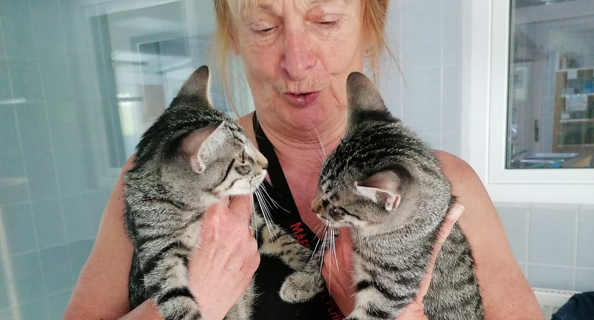 Tierheim Tierschutzverein Vaihingen Leiterin Anneliese Petzold Katzen