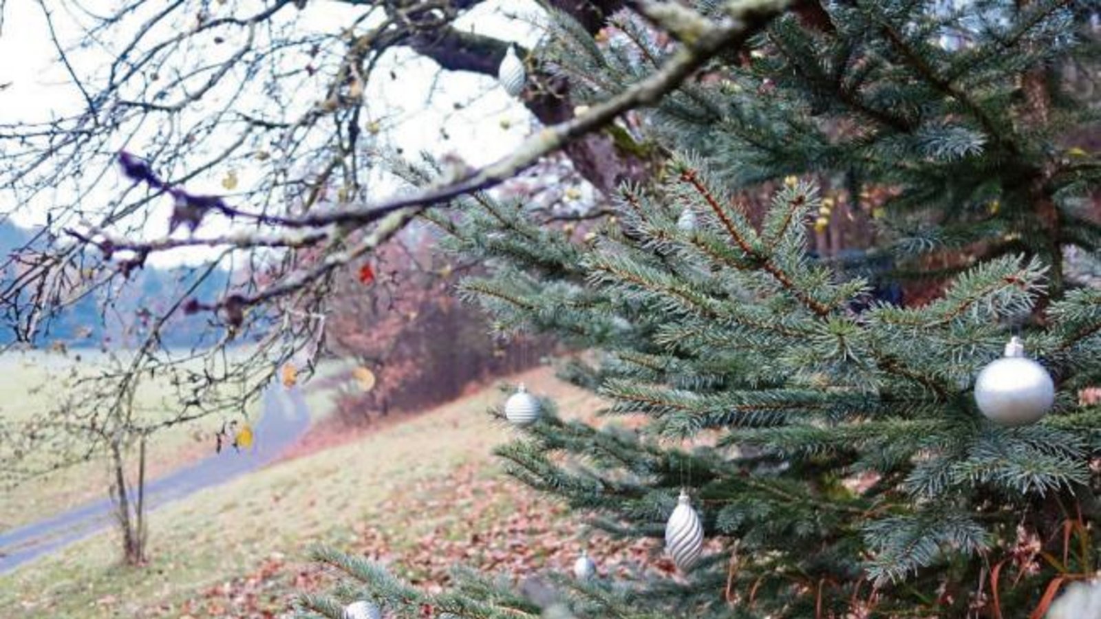Im Auricher Tal ist der Nadelbaum schon geschmückt.  Foto: Rücker