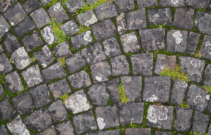 In diesem Artikel geben wir Ihnen 12 wirksame Tipps, wie Sie Moos und Grünbelag effektiv entfernen können.<span class='image-autor'>Foto: Paulzhuk / Shutterstock.com</span>