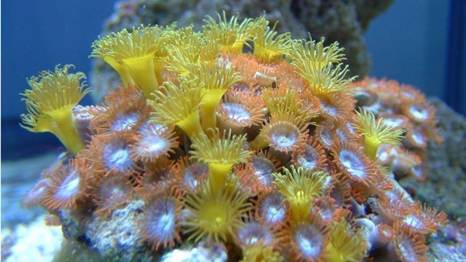 Krustenanemone (Zoanthidea): Sie trägt den Giftstoff Palytoxin in sich. Schon 0,01 Milligramm können einen Menschen töten. Der Tod ist qualvoll und von starkem Erbrechen, Schüttelfrost und Lähmung der Muskeln begleitet.Foto: W/kipedia commons/Rtcpenguin