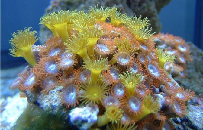 Krustenanemone (Zoanthidea): Sie trägt den Giftstoff Palytoxin in sich. Schon 0,01 Milligramm können einen Menschen töten. Der Tod ist qualvoll und von starkem Erbrechen, Schüttelfrost und Lähmung der Muskeln begleitet.<span class='image-autor'>Foto: W/kipedia commons/Rtcpenguin</span>