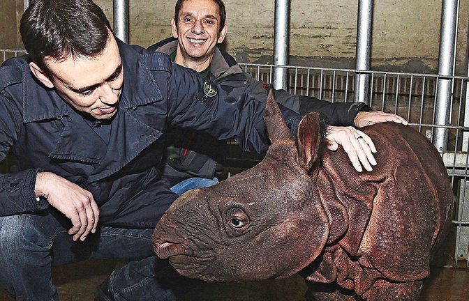 Fragethema Tierpatenschaften: Ex-Minister (Nils Schmid, SPD) mit Jung-Nashorn<span class='image-autor'>Foto: Wilhelma Stuttgart / Thomas Hörner</span>