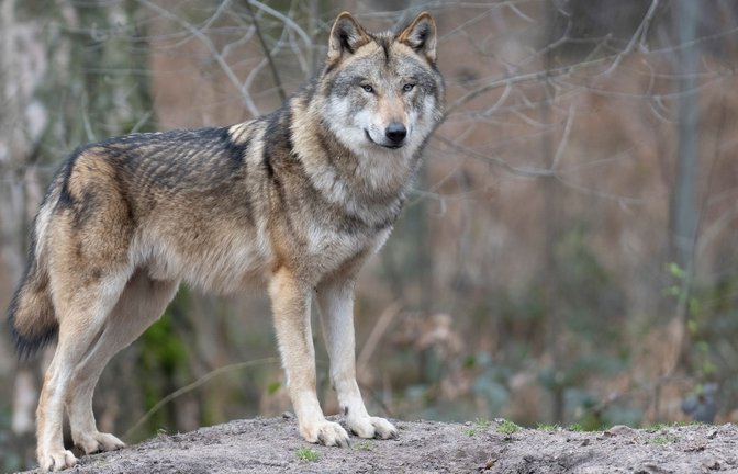 Die Zahl der Wölfe in Europa hat sich binnen zehn Jahren nahezu verdoppelt. (Symbolbild)<span class='image-autor'>Foto: Boris Roessler/dpa</span>