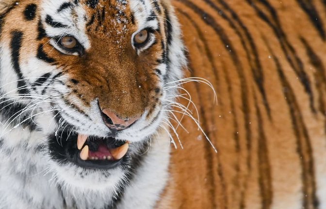 Sibirischer Tiger: Bei einem Angriff in einem britischen Zoo ist ein Mann ums Leben gekommen (Symbolfoto).<span class='image-autor'>Patrick Pleul/dpa-Zentralbild/dpa</span>