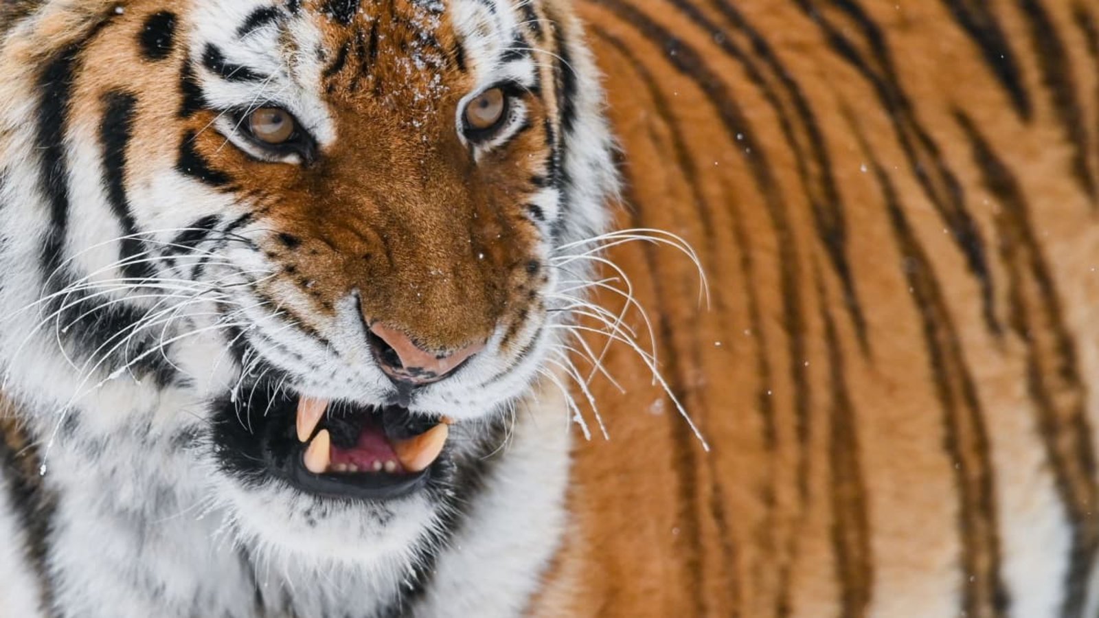 Sibirischer Tiger: Bei einem Angriff in einem britischen Zoo ist ein Mann ums Leben gekommen (Symbolfoto).Patrick Pleul/dpa-Zentralbild/dpa Sibirischer Tiger: Bei einem Angriff in einem britischen Zoo ist ein Mann ums Leben gekommen (Symbolfoto).Patrick Pleul/dpa-Zentralbild/dpa