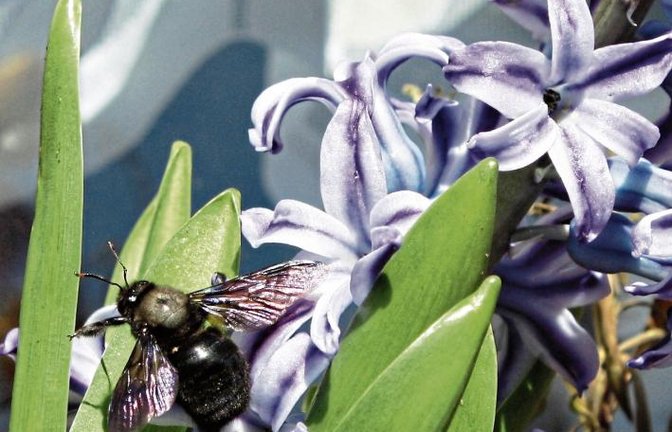 Die duftende Hyacinthus Delft Blue, die in der warmen Wohnung erblühte, wurde vor das Fenster gestellt und sofort seien unter anderem vier Holzbienen gekommen, berichtet Christiane Koczy aus Großglattbach zu ihrem Foto.