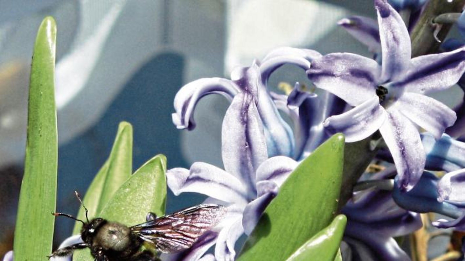 Die duftende Hyacinthus Delft Blue, die in der warmen Wohnung erblühte, wurde vor das Fenster gestellt und sofort seien unter anderem vier Holzbienen gekommen, berichtet Christiane Koczy aus Großglattbach zu ihrem Foto. Die duftende Hyacinthus Delft Blue, die in der warmen Wohnung erblühte, wurde vor das Fenster gestellt und sofort seien unter anderem vier Holzbienen gekommen, berichtet Christiane Koczy aus Großglattbach zu ihrem Foto.