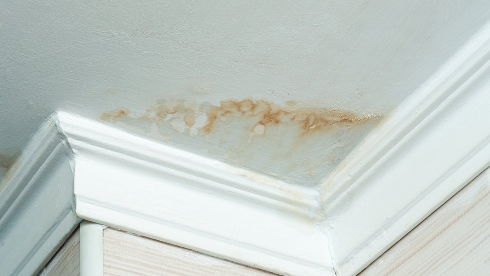 Ein Wasserschaden sorgt für ideale Wachstumsbedingungen für Schimmel.Foto: Afanasiev Andrii / shutterstock.com Ein Wasserschaden sorgt für ideale Wachstumsbedingungen für Schimmel.Foto: Afanasiev Andrii / shutterstock.com