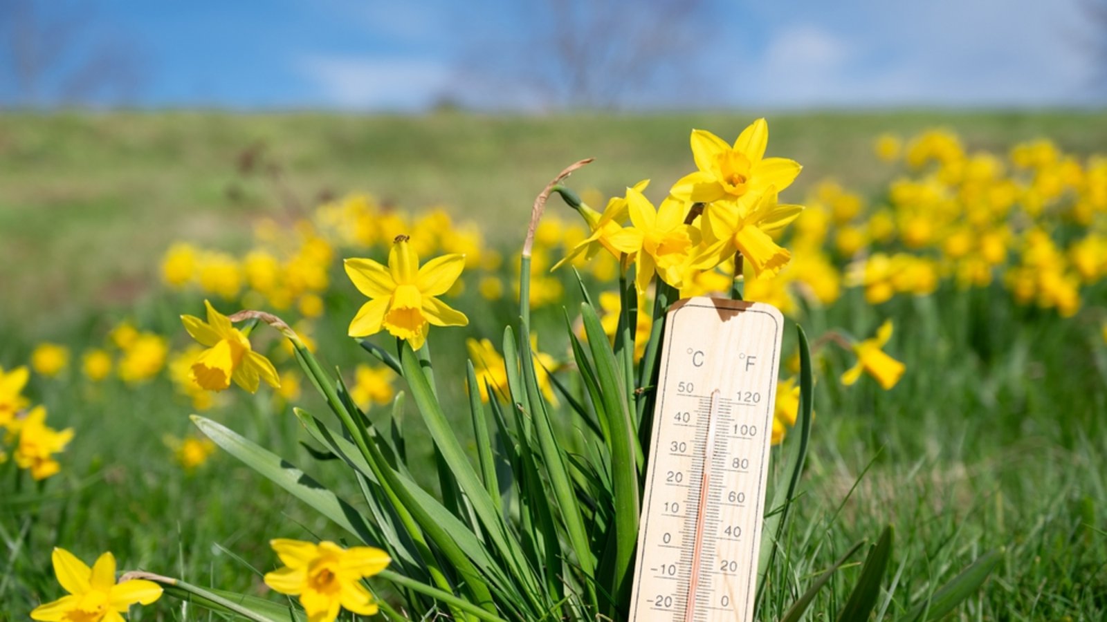 Wann kommt der Frühling zurück?Foto: Berit Kessler / shutterstock.com Wann kommt der Frühling zurück?Foto: Berit Kessler / shutterstock.com