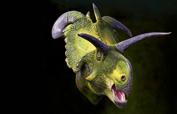 Der neuentdeckte Lokiceratops war der größte gehörnte Dinosaurier seiner Zeit und besaß klingenartige Hörner an seinem Nackenschild.<span class='image-autor'>Foto: © Andrey Atuchin for the Museum of Evolution in Maribo, Denmark</span>