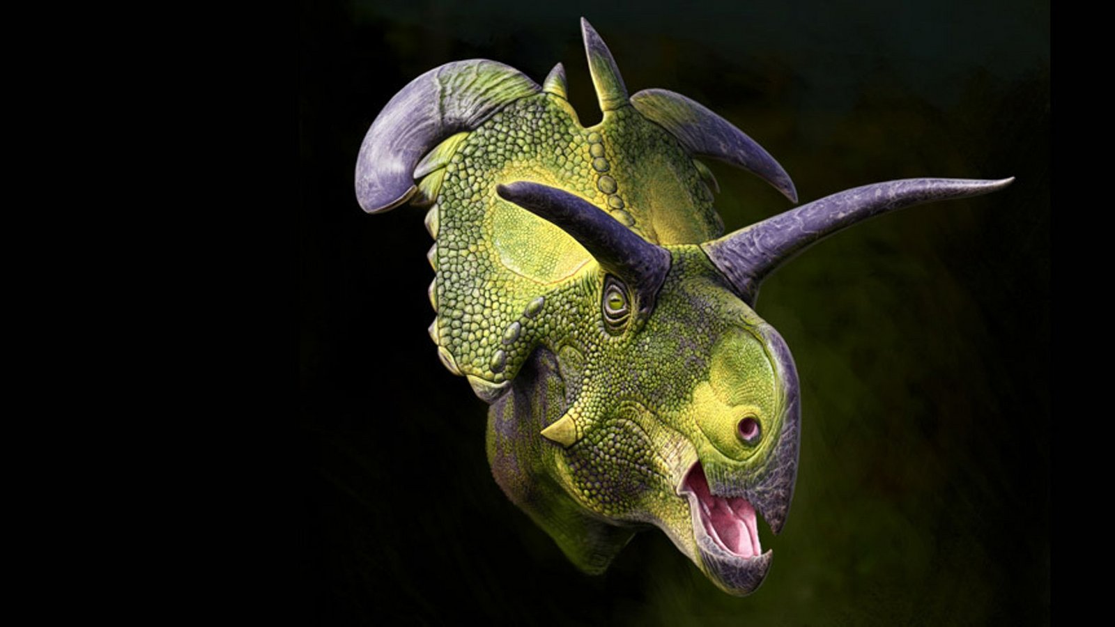 Der neuentdeckte Lokiceratops war der größte gehörnte Dinosaurier seiner Zeit und besaß klingenartige Hörner an seinem Nackenschild.Foto: © Andrey Atuchin for the Museum of Evolution in Maribo, Denmark