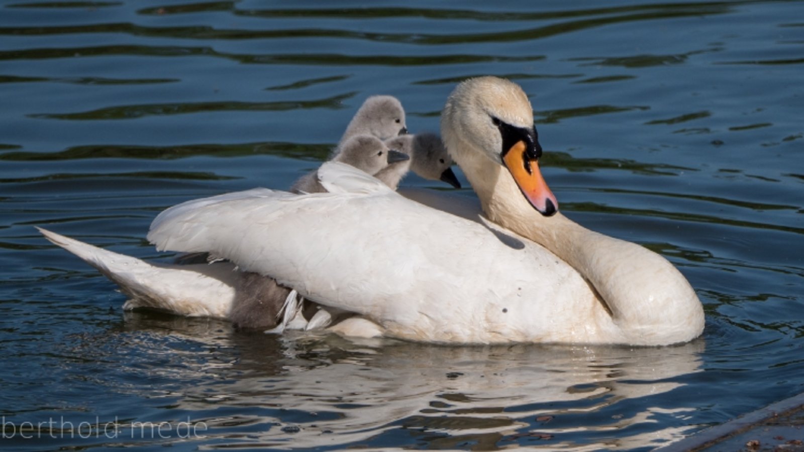 Auch bei einem Schwan, der tot in Hoheneck gefunden wurde, besteht Verdacht auf eine Infektion. Symbolbild: VKZ-Archiv/Mede
