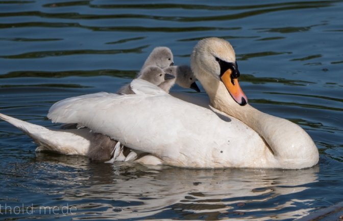 Auch bei einem Schwan, der tot in Hoheneck gefunden wurde, besteht Verdacht auf eine Infektion. Symbolbild: VKZ-Archiv/Mede