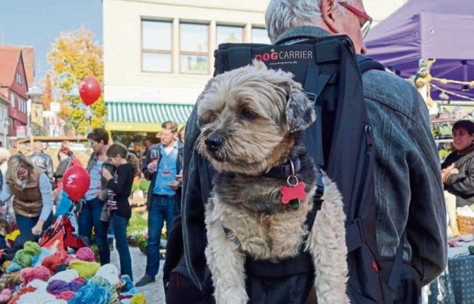 Rocky aus Kleinglattbach blickt gelassen auf den Vaihinger Herbstmarkt.  Foto: Rücker