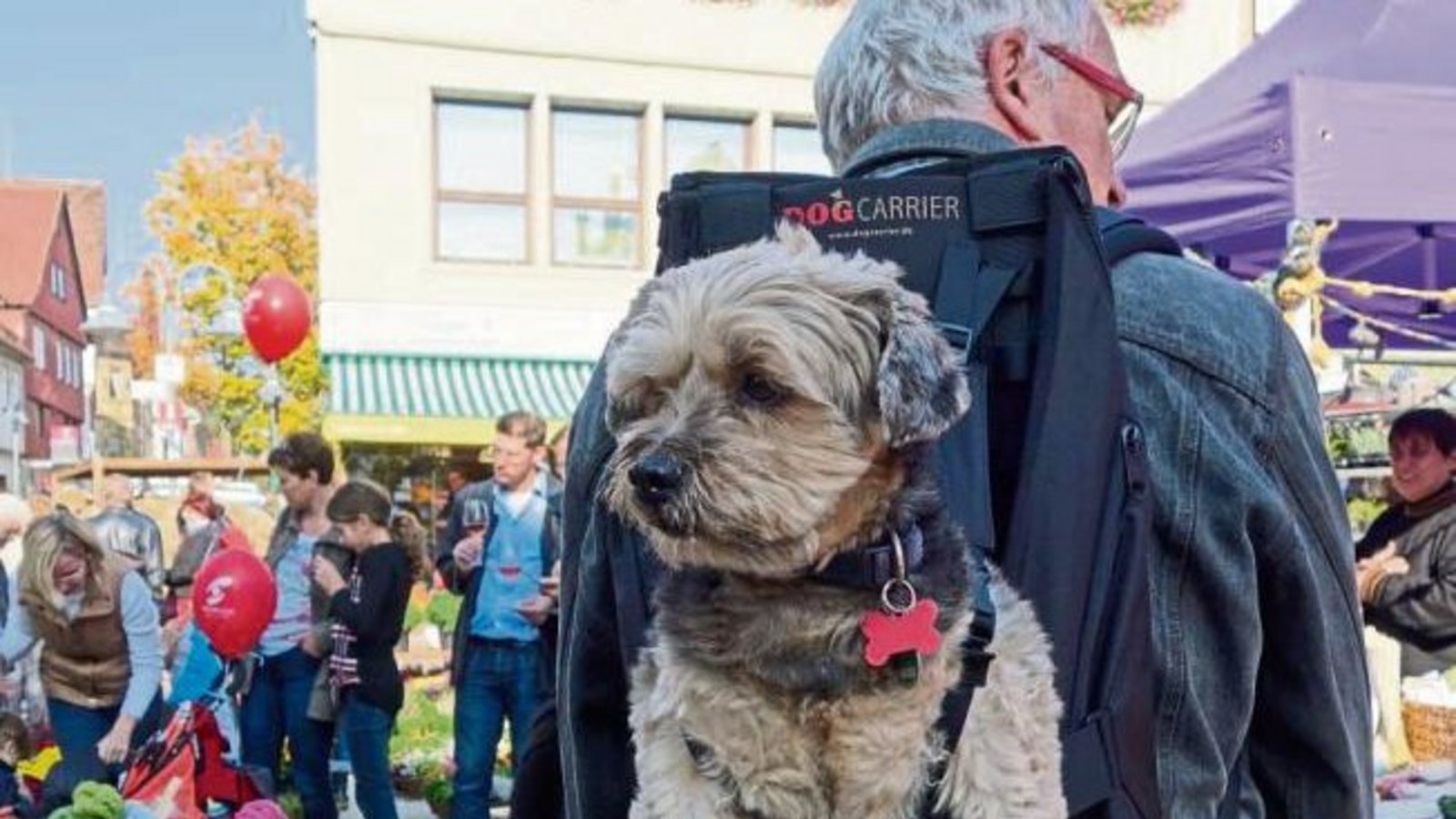 Rocky aus Kleinglattbach blickt gelassen auf den Vaihinger Herbstmarkt.  Foto: Rücker