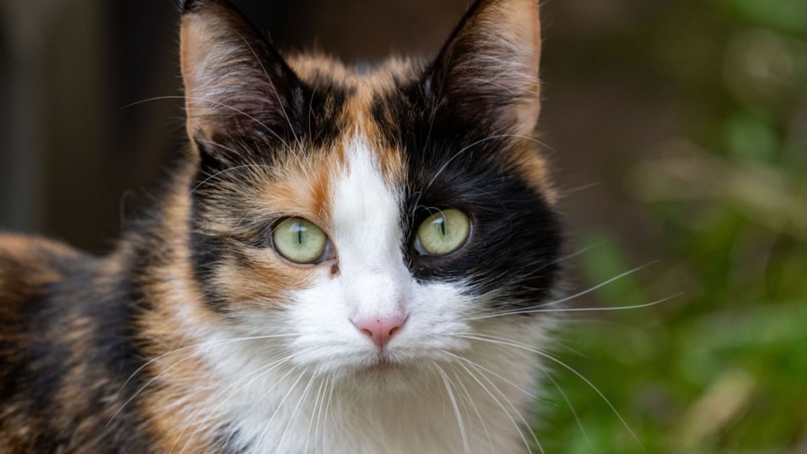 Unbekannte haben einer Katzen ein Hakenkreuz auf das Ohr gekritzelt (Symbolbild).Stefan Sauer/dpa Unbekannte haben einer Katzen ein Hakenkreuz auf das Ohr gekritzelt (Symbolbild).Stefan Sauer/dpa