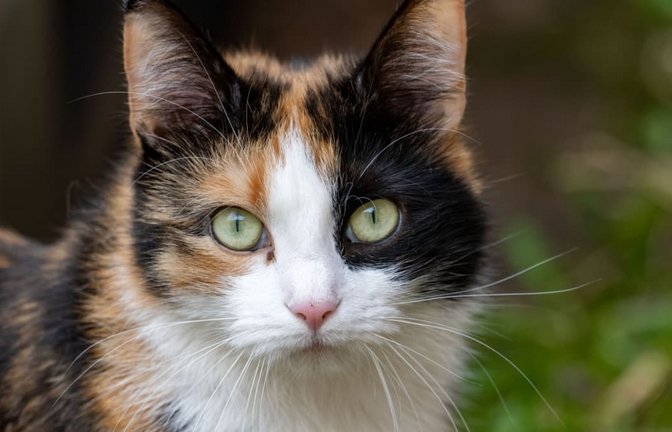 Unbekannte haben einer Katzen ein Hakenkreuz auf das Ohr gekritzelt (Symbolbild).<span class='image-autor'>Stefan Sauer/dpa</span>