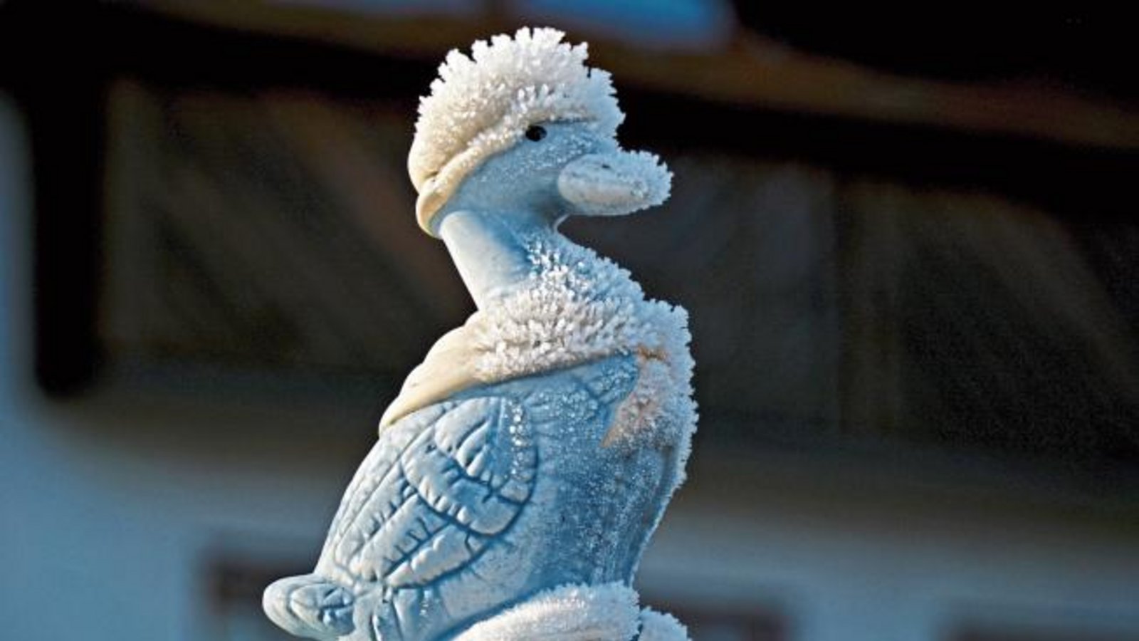 Ihr eisiges Winterkleid dürfte diese Ente angesichts steigender Temperaturen bald verloren haben. Fotografiert von unserem Leser Wolfgang Götzke aus Ensingen. Ihr eisiges Winterkleid dürfte diese Ente angesichts steigender Temperaturen bald verloren haben. Fotografiert von unserem Leser Wolfgang Götzke aus Ensingen.