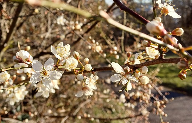 Hallo Frühling! Heute ist kalendarischer Frühlingsanfang und die Kirschpflaume erfreut als eines der ersten Gehölze mit ihren hübschen Blüten.  <span class='image-autor'>Foto: Rücker</span>