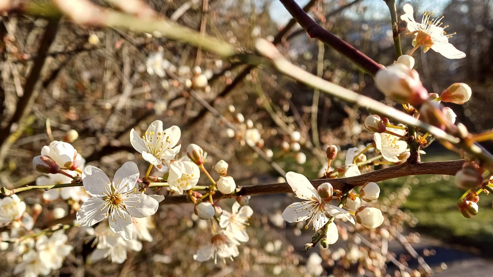 Hallo Frühling! Heute ist kalendarischer Frühlingsanfang und die Kirschpflaume erfreut als eines der ersten Gehölze mit ihren hübschen Blüten.  Foto: Rücker