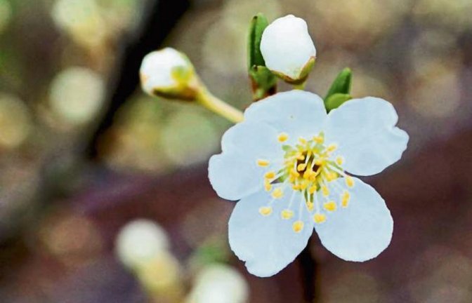 Ein frühes Gehölz hat Rudi Thalhäuser in Gündelbach erwischt. Ist’s eine Kirschpflaume?