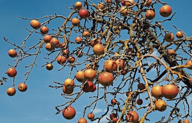 Die Blätter sind verschwunden, dafür hat der Apfelbaum schon Weihnachtskugeln drangehängt. Foto: Götzke