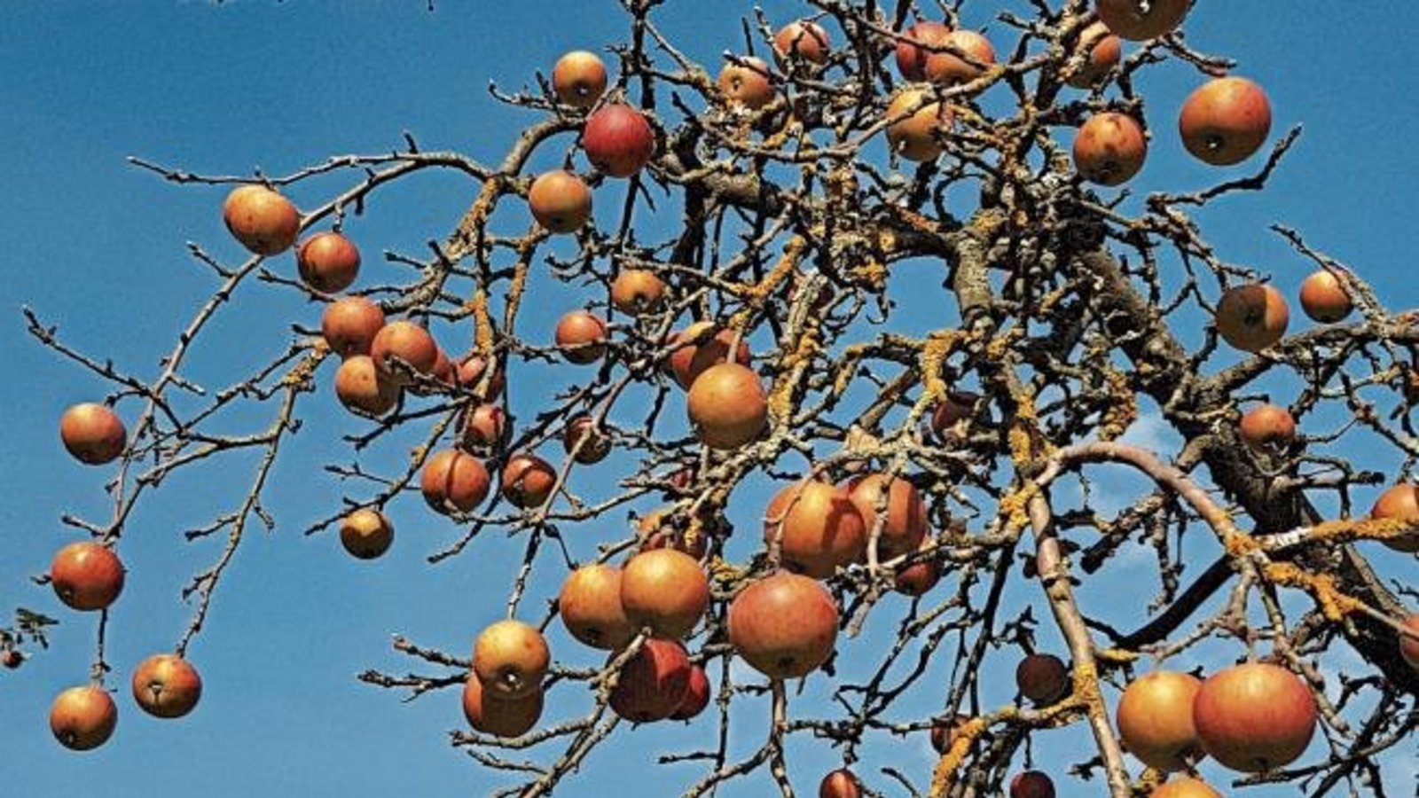 Die Blätter sind verschwunden, dafür hat der Apfelbaum schon Weihnachtskugeln drangehängt. Foto: Götzke Die Blätter sind verschwunden, dafür hat der Apfelbaum schon Weihnachtskugeln drangehängt. Foto: Götzke