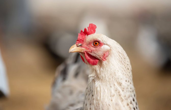 Tausende Masthähnchen sollen bei dem Brand ums Leben gekommen sein. (Symbolbild)<span class='image-autor'>Foto: IMAGO/Zoonar</span>
