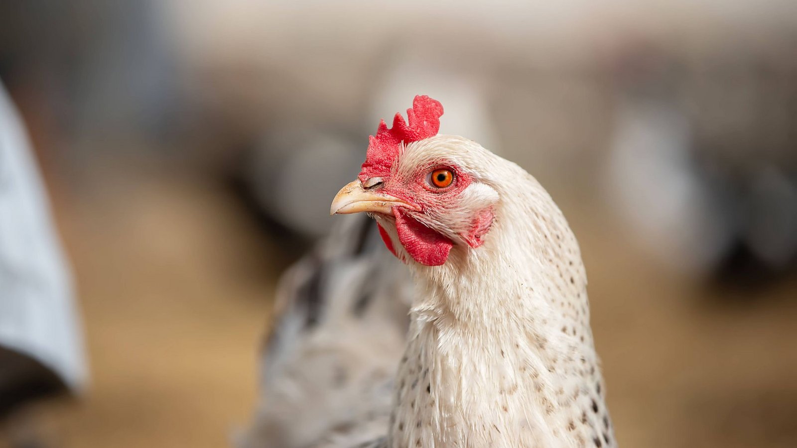 Tausende Masthähnchen sollen bei dem Brand ums Leben gekommen sein. (Symbolbild)Foto: IMAGO/Zoonar Tausende Masthähnchen sollen bei dem Brand ums Leben gekommen sein. (Symbolbild)Foto: IMAGO/Zoonar