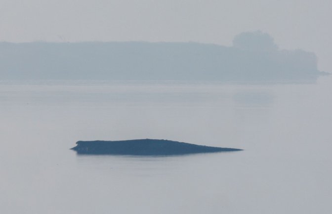 Am Morgen hat sich der vor der Insel Poel liegende Buckelwal plötzlich heftig bewegt. Dabei war teils auch seine Schwanzflosse zu sehen.<span class='image-autor'>Foto: Jens Büttner/dpa</span>