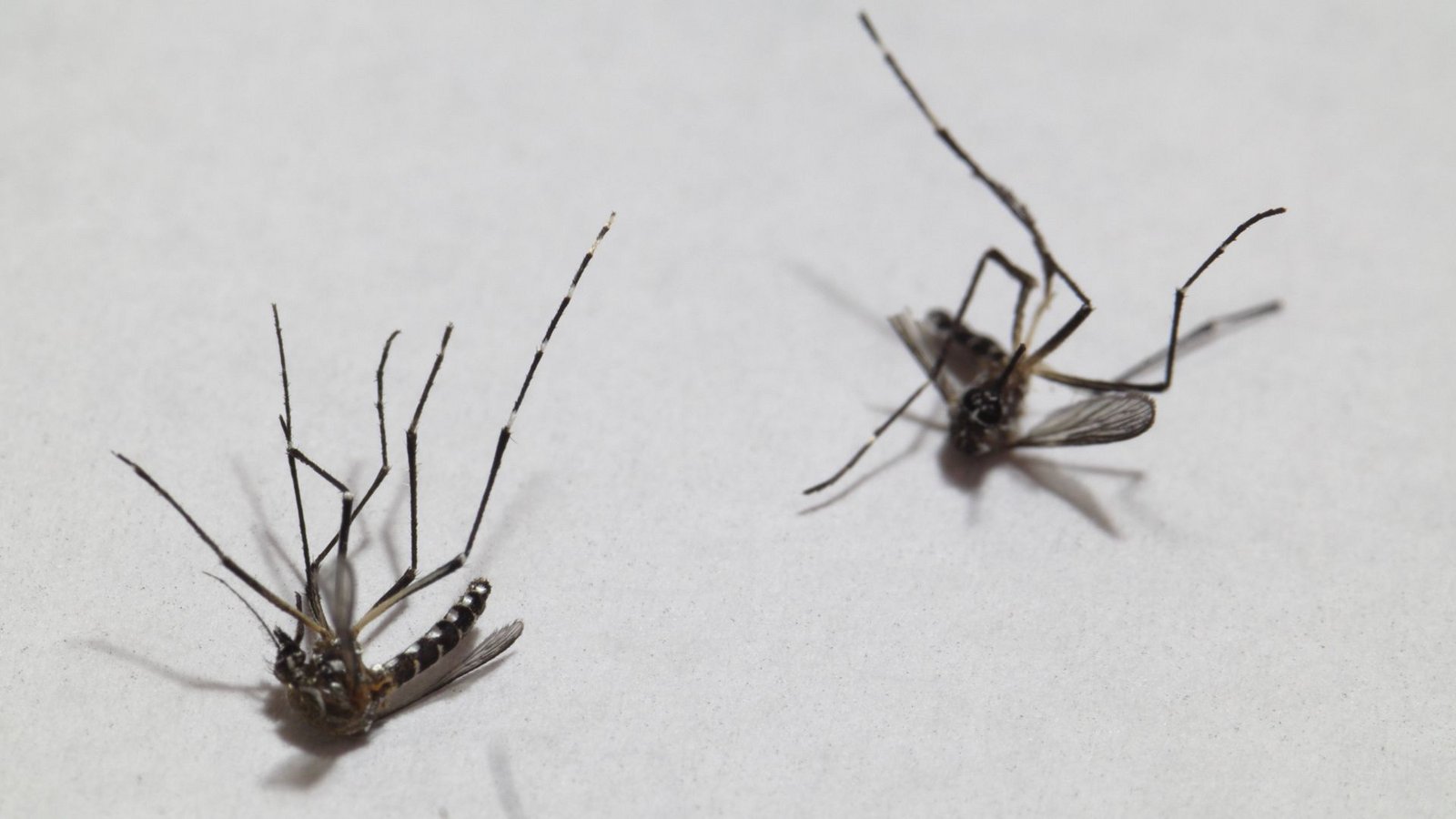Nur tote Mücken sind gute Mücken: Für die von den Stechinsekten Geplagten mag das stimmen, doch Mücken haben für das Ökosystem eine essentielle Bedeutung.Foto: Imago/Zoonar
