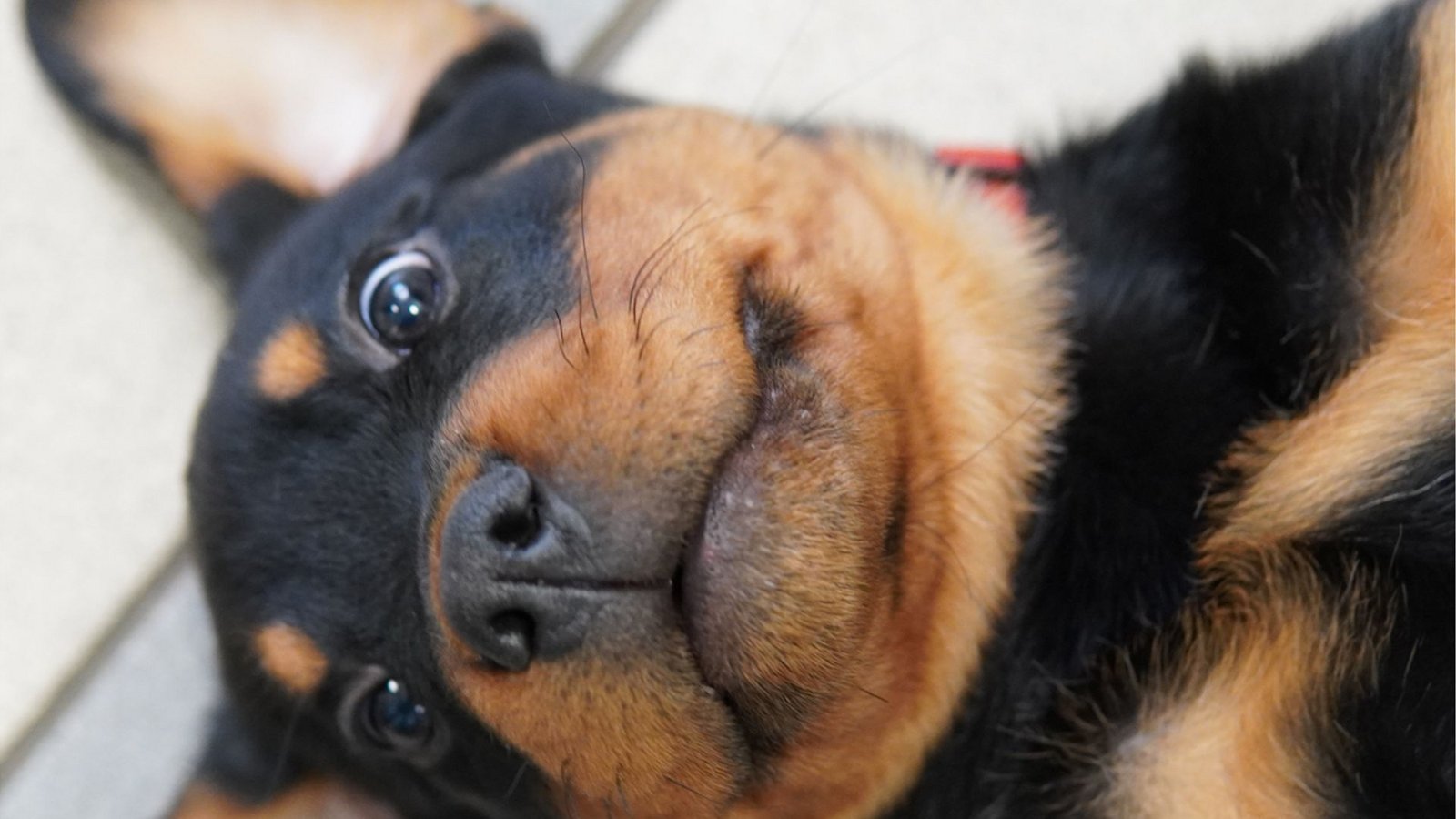 Rottweiler Rudi beginnt das Training bei der Polizei – und verzückt die Facebook-Nutzerinnen und -Nutzer.Foto: Polizei Heilbronn/IMAGO/cynoclub