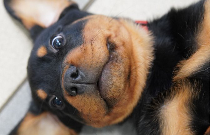 Rottweiler Rudi beginnt das Training bei der Polizei – und verzückt die Facebook-Nutzerinnen und -Nutzer.<span class='image-autor'>Foto: Polizei Heilbronn/IMAGO/cynoclub</span>
