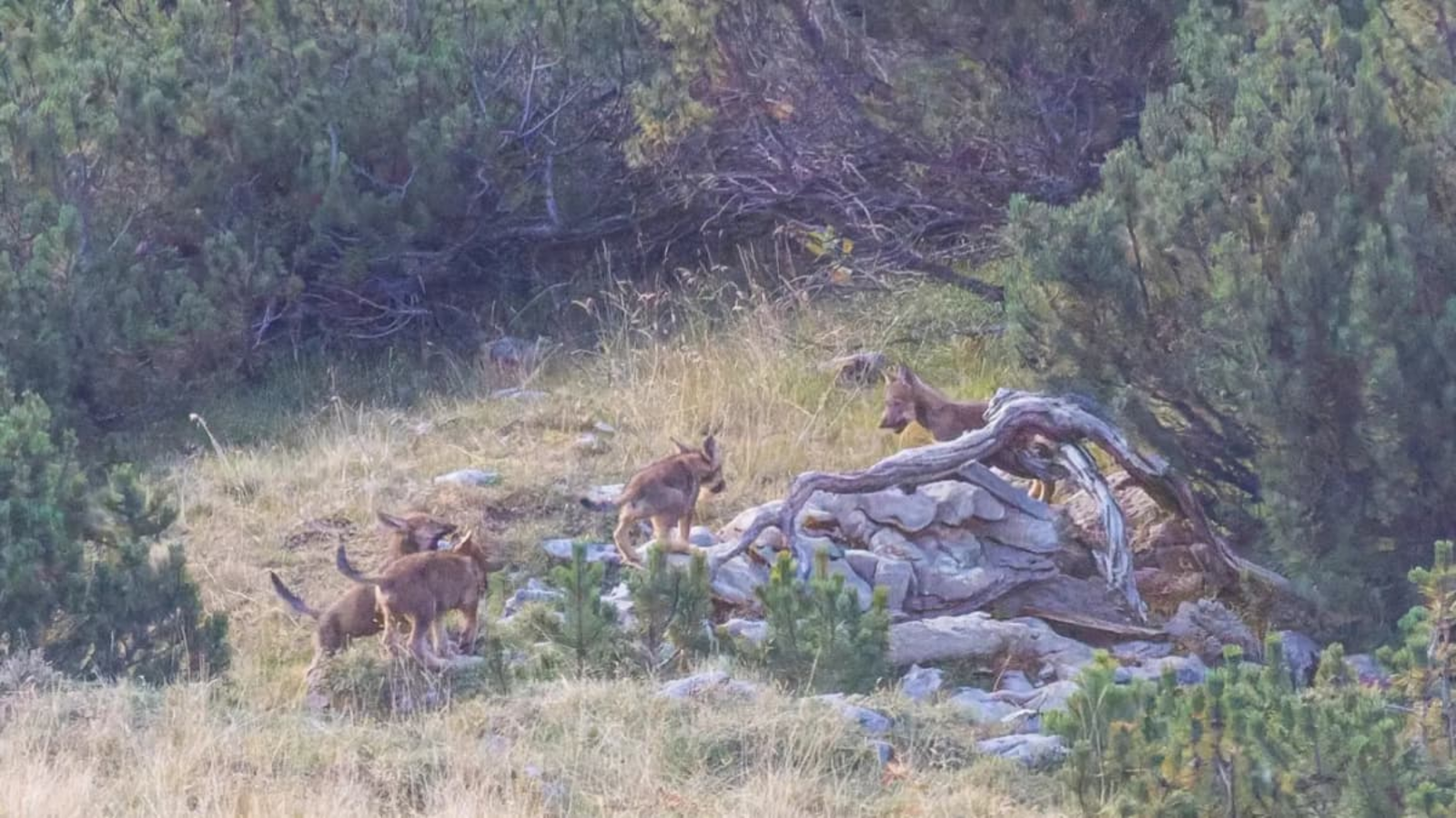 In Liechtenstein hat ein Wildhüter erstmals Wolfswelpen dokumentiert.Fürstentum Liechtenstein In Liechtenstein hat ein Wildhüter erstmals Wolfswelpen dokumentiert.Fürstentum Liechtenstein